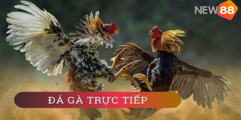 Kèo đá gà trực tiếp là gì?